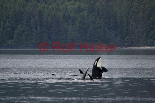 Photo: 
Killer Whales CRW 9089