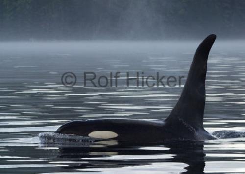 Photo: 
CRW 9094