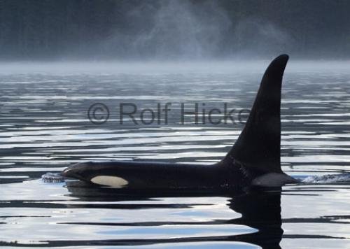 Photo: 
CRW 9100