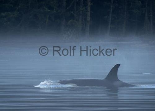 Photo: 
CRW 9109