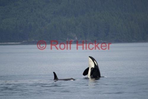 Photo: 
Killer Whales traveling