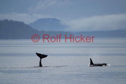 Photo: 
Orca Whales CRW 9125