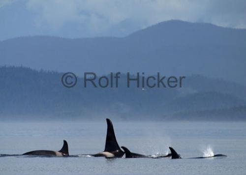 Photo: 
CRW 9158