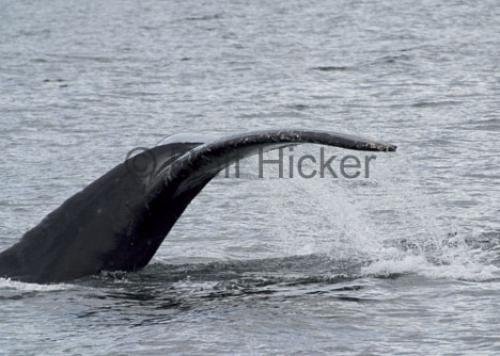 Photo: 
Killer Whales CRW 9193