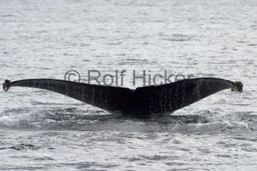Photo: 
Humpback Whales CRW 9197
