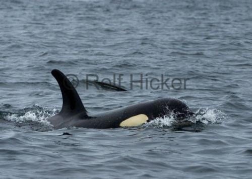 Photo: 
CRW 9430