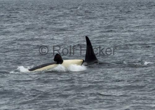 Photo: 
CRW 9453