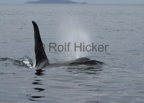 Photo: 
CRW 9480