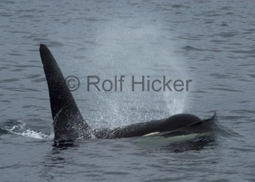Photo: 
CRW 9491