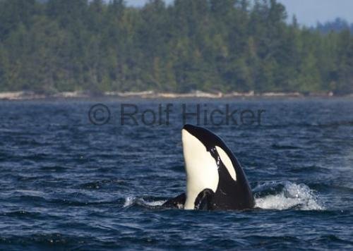 Photo: 
CRW 9528