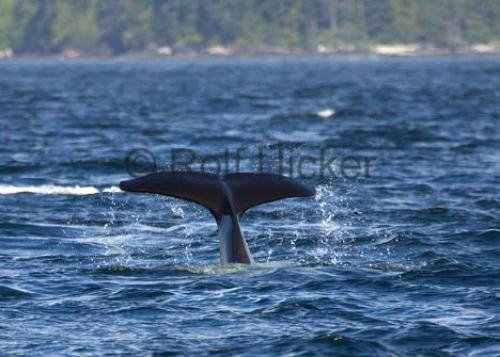 Photo: 
CRW 9532