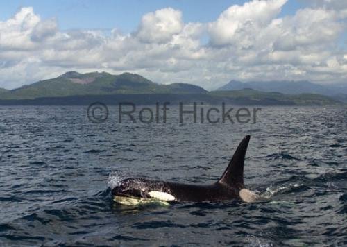 Photo: 
CRW 9562