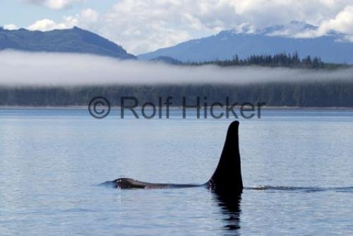 Photo: 
Killer Whales CRW 9580