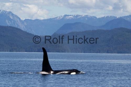 Photo: 
Orca Whales CRW 9599