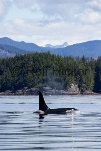 Photo: 
Orca Whales CRW 9662