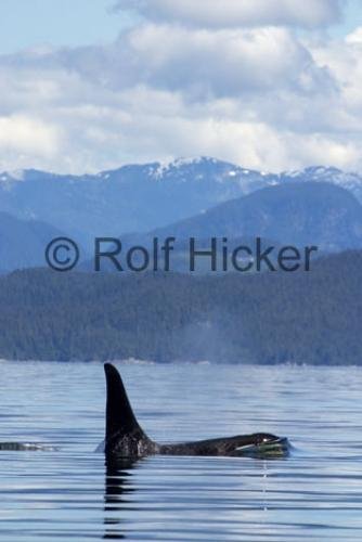 Photo: 
Orca Whales CRW 9696
