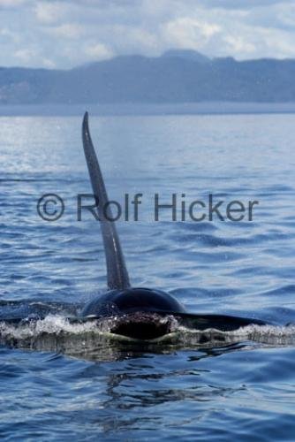 Photo: 
Orca Whales CRW 9720