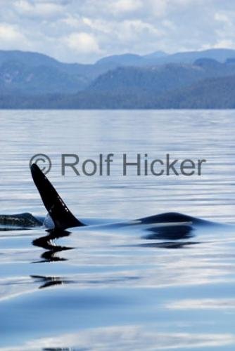 Photo: 
Orca Whales CRW 9731