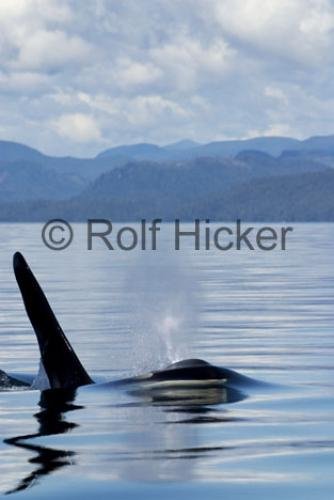 Photo: 
Orca Whales CRW 9732
