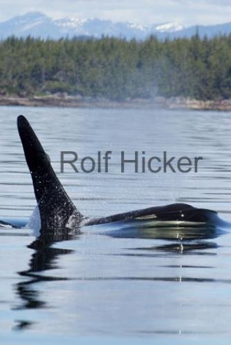 Photo: 
Killer Whales CRW 9736