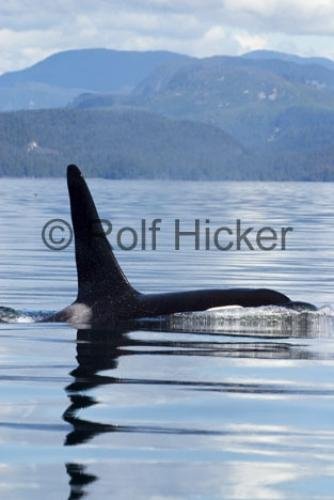 Photo: 
Orca Whales CRW 9739