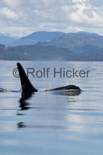 Photo: 
Killer Whales CRW 9741