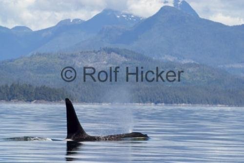 Photo: 
Orca Whales CRW 9749