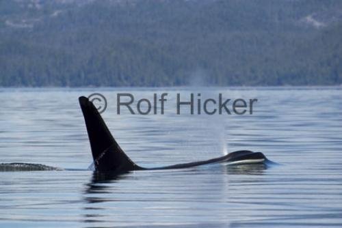 Photo: 
Orca Whales CRW 9758