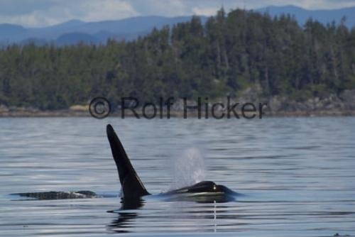 Photo: 
Orca Whales CRW 9766