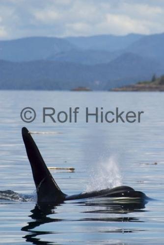 Photo: 
Killer Whales CRW 9770