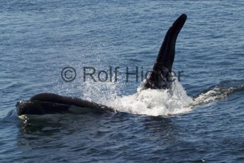 Photo: 
Killer Whales CRW 9803