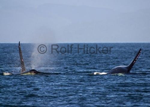 Photo: 
CRW 9813