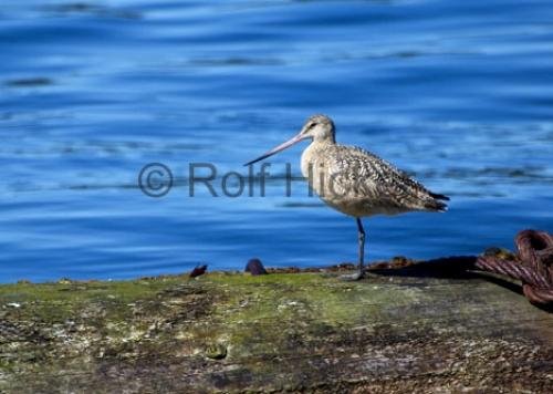 Photo: 
Sandpiper bird pictures