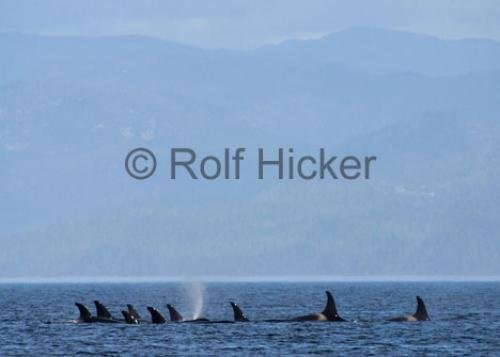 Photo: 
CRW 9864
