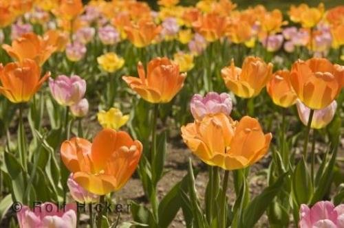 Photo: 
Cullen Gardens Flowers