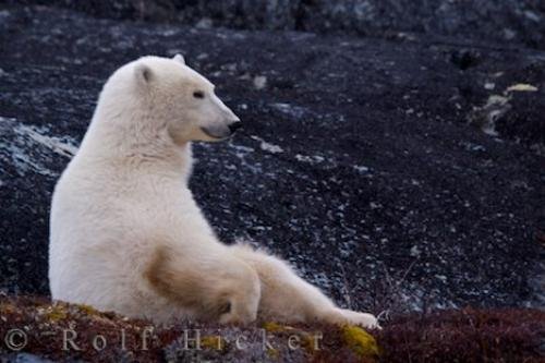 Photo: 
Cute Polar Bear Picture Churchill Manitoba