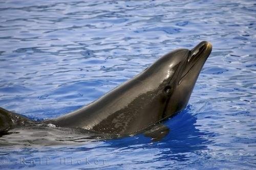 Photo: 
Cute Bottlenose Dolphin