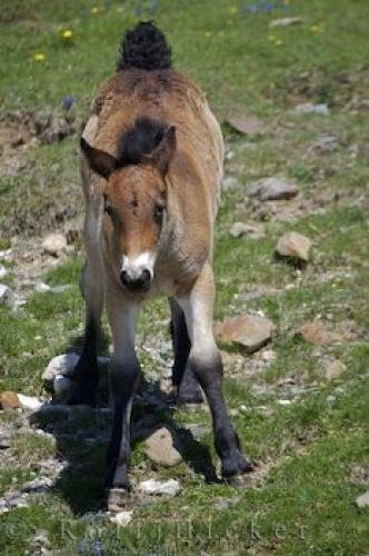 Photo: 
Cute Foal
