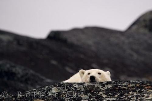 Photo: 
Cute Polar Bear Resting Hudson Bay Churchill Manitoba