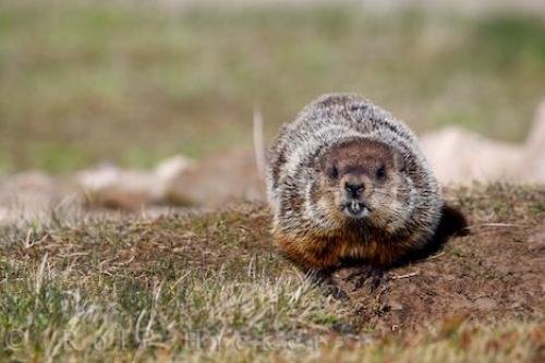 Photo: 
Cute Woodchuck Picture Southern Labrador Canada
