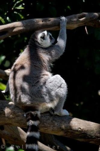 Photo: 
Picture Of A Cute Zoo Animal