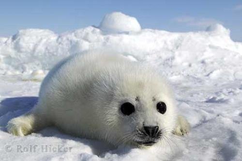 Photo: 
Cute Babies