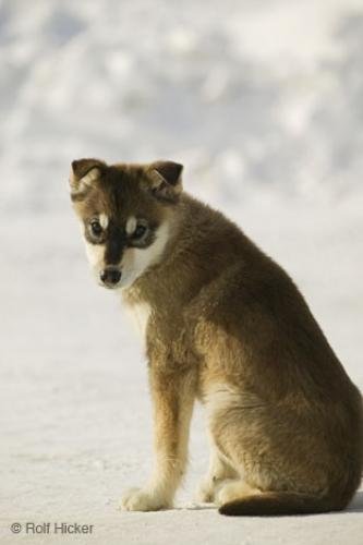 Photo: 
Puppy Pictures