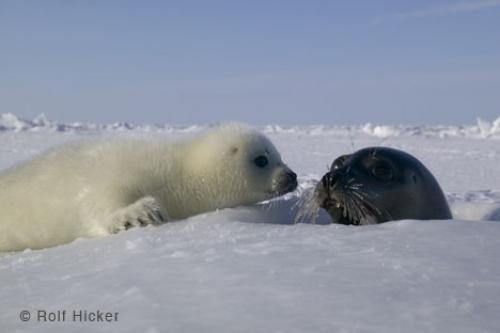 Photo: 
Cute Harp Seal