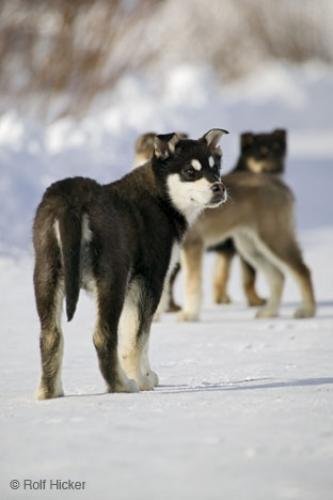 Photo: 
Cute Huskies