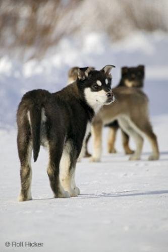 Photo: 
Cute Huskies
