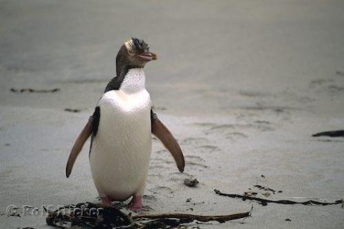 Photo: 
Cute Penguin