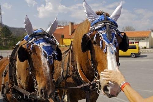 Photo: 
Czech Republic Horses