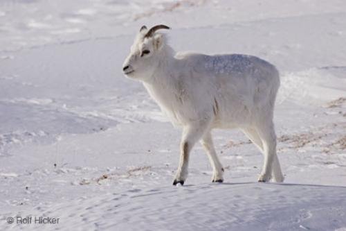 Photo: 
Dall Sheep