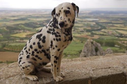 Photo: 
Dalmatian Dog Photo